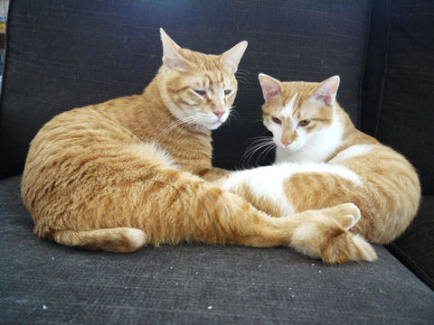 猫式ブログ~里親募集型猫カフェ