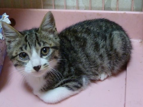 cat_14900_1
