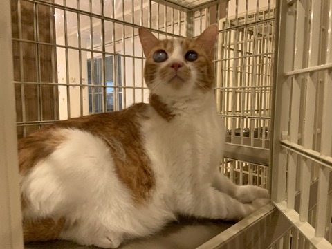 74A0FC0A-A8F7-4BED-AEDA-64F115E0FB23