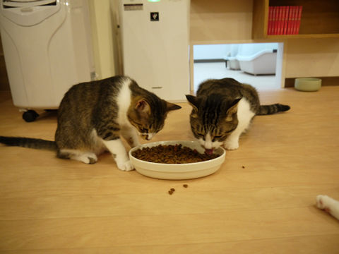 猫式ブログ~里親募集型猫カフェ