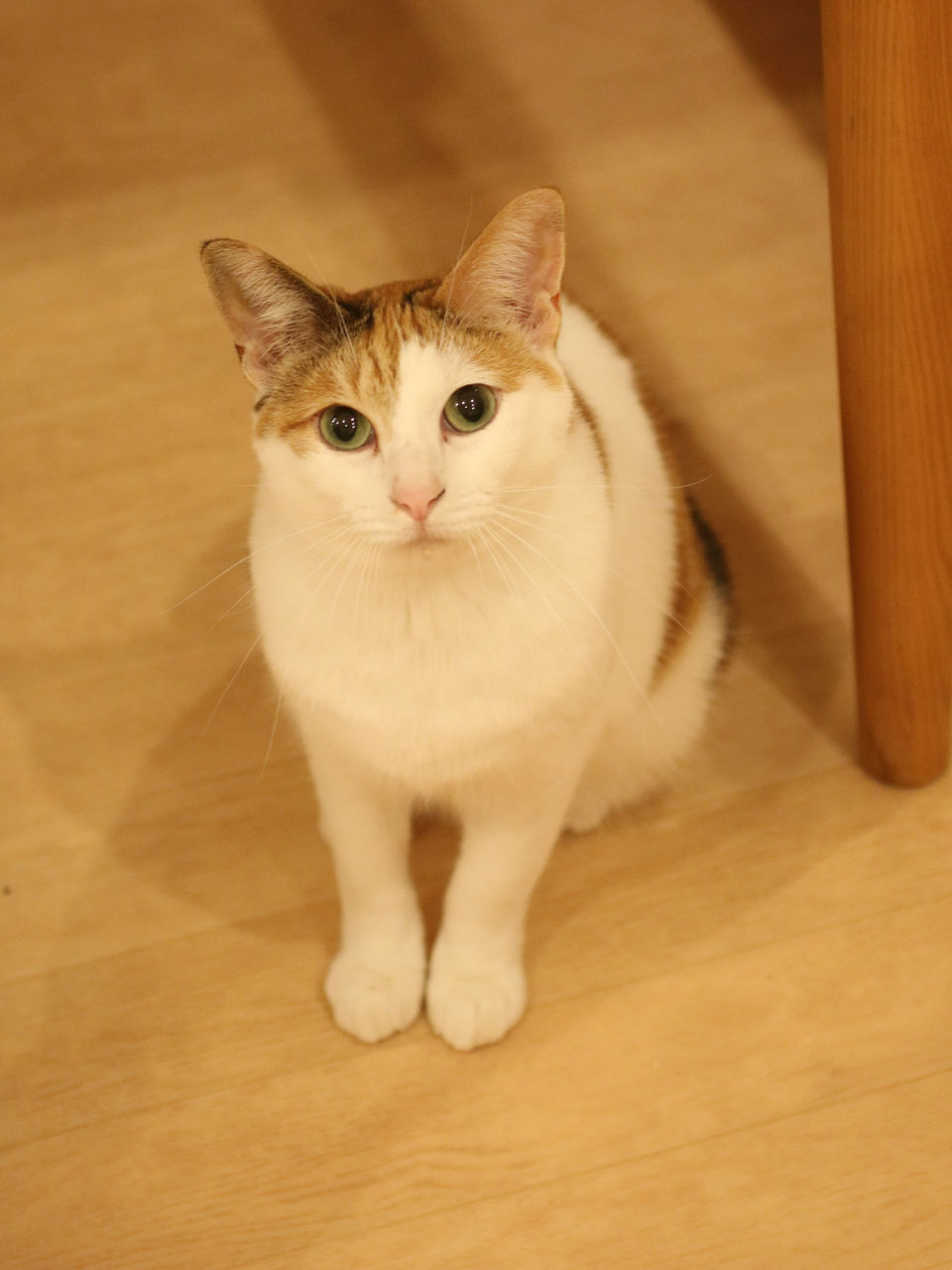 ソース画像を表示