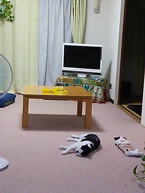 猫式ブログ～里親募集型猫カフェ