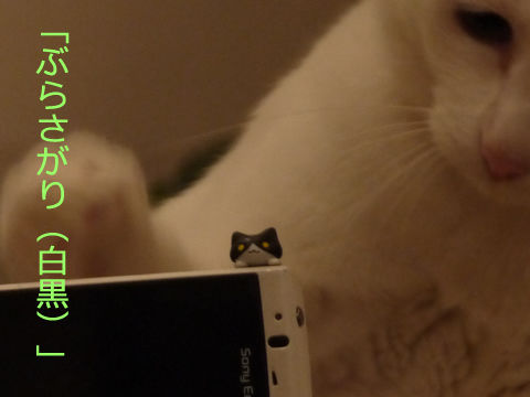 猫式ブログ~里親募集型猫カフェ
