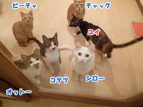 猫式ブログ