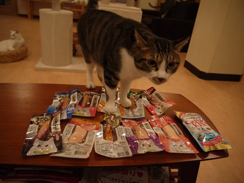 猫式ブログ~里親募集型猫カフェ
