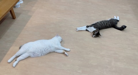 B61CA544-8D4E-4E14-9C44-38093BCDDCF8