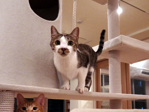 猫式ブログ~里親募集型猫カフェ