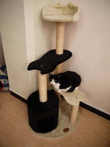 猫式ブログ~里親募集型猫カフェ