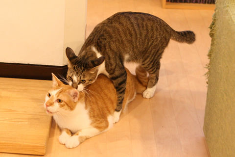 猫式ブログ～里親募集型猫カフェ