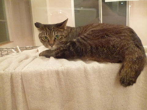 猫式ブログ~里親募集型猫カフェ