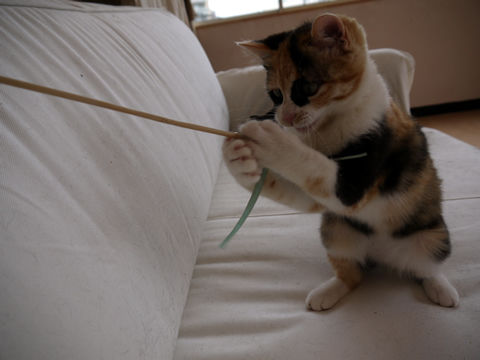 猫式ブログ~里親募集型猫カフェ