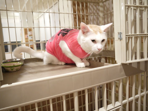 猫式ブログ~里親募集型猫カフェ