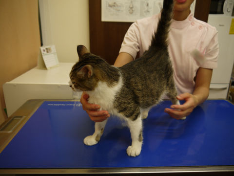 猫式ブログ～里親募集型猫カフェ