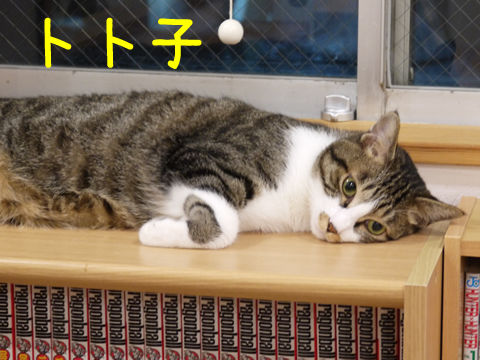 猫式ブログ~里親募集型猫カフェ