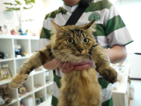 猫式ブログ~里親募集型猫カフェ