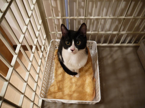 猫式ブログ~里親募集型猫カフェ