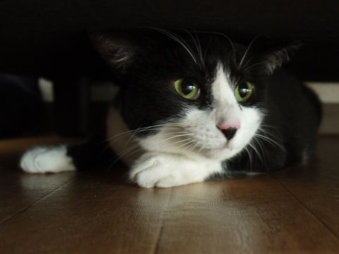 猫式ブログ~里親募集型猫カフェ