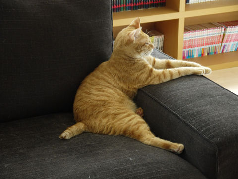 猫式ブログ~里親募集型猫カフェ