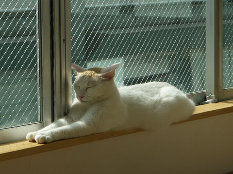 猫式ブログ~里親募集型猫カフェ