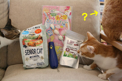 猫式ブログ~里親募集型猫カフェ