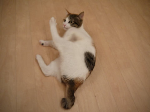 猫式ブログ~里親募集型猫カフェ