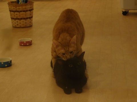 猫式ブログ~里親募集型猫カフェ