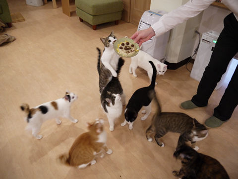 猫式ブログ~里親募集型猫カフェ