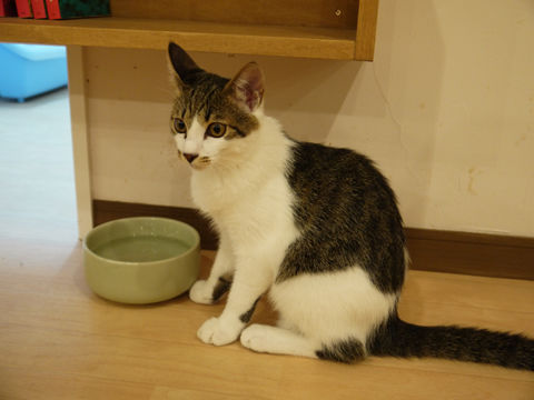 猫式ブログ~里親募集型猫カフェ