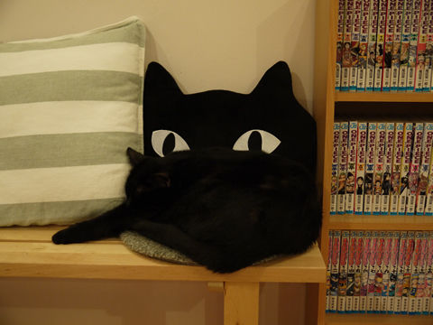 猫式ブログ～里親募集型猫カフェ