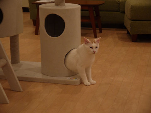 猫式ブログ~里親募集型猫カフェ