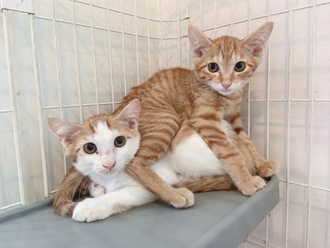 03426A30-A40A-4B7B-9019-A5DACF46A205