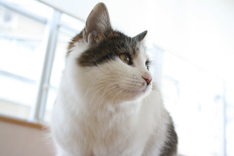 猫式ブログ~里親募集型猫カフェ