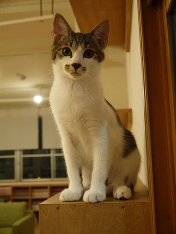 猫式ブログ~里親募集型猫カフェ