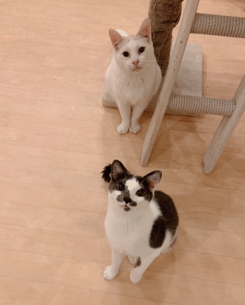 0AB33AD4-6F22-4319-93D5-45106CF11CC0