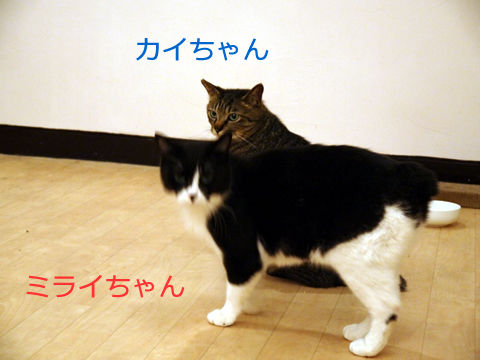 猫式ブログ～里親募集型猫カフェ