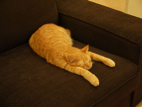 猫式ブログ～里親募集型猫カフェ