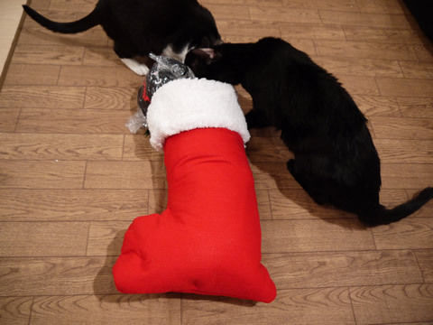 猫式ブログ～里親募集型猫カフェ