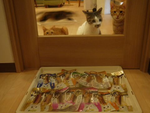 猫式ブログ～里親募集型猫カフェ