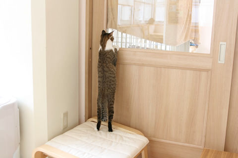 猫式ブログ～里親募集型猫カフェ