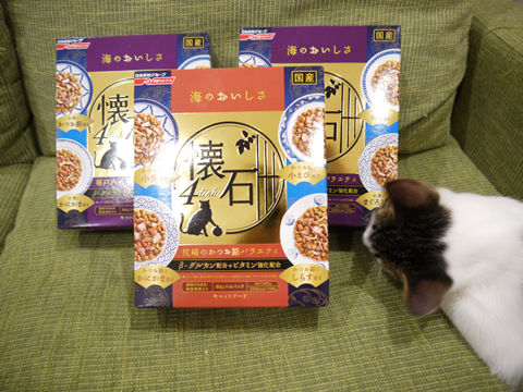 猫式ブログ~里親募集型猫カフェ