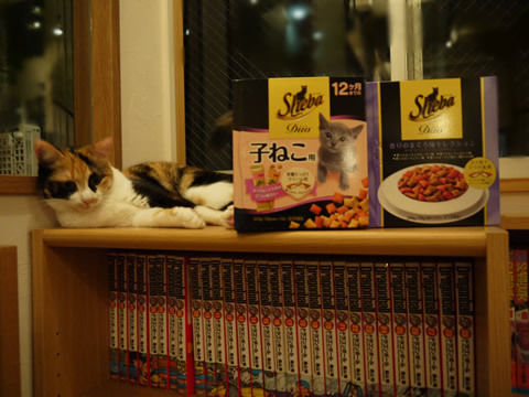 猫式ブログ~里親募集型猫カフェ