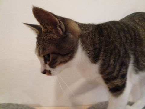 猫式ブログ～里親募集型猫カフェ