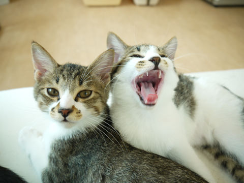 猫式ブログ~里親募集型猫カフェ
