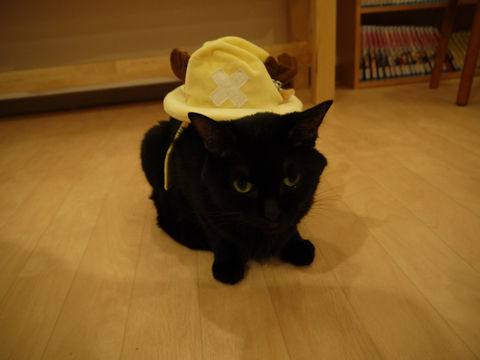 猫式ブログ～里親募集型猫カフェ