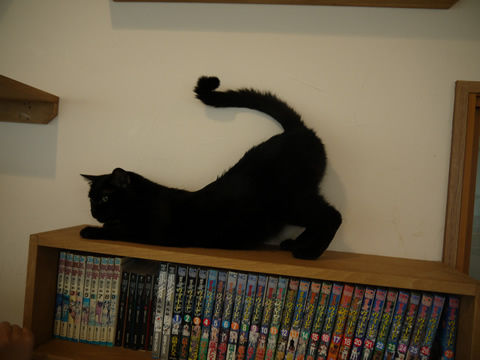 猫式ブログ~里親募集型猫カフェ