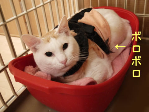 猫式ブログ～里親募集型猫カフェ
