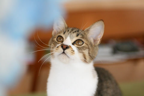 猫式ブログ~里親募集型猫カフェ
