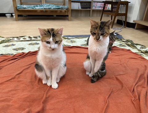 7787D1EE-1732-4410-A958-0DF0396EB422