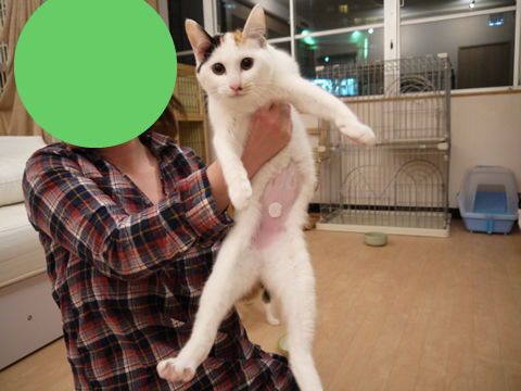 猫式ブログ~里親募集型猫カフェ