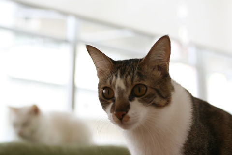 猫式ブログ~里親募集型猫カフェ